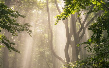 Ormanda sabah güneş ışınları 