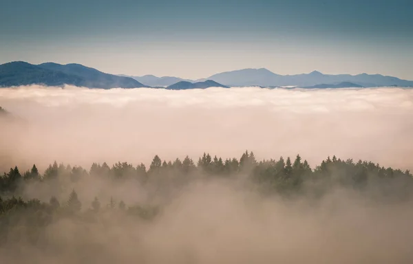 Fog covering forest — Stock Photo, Image