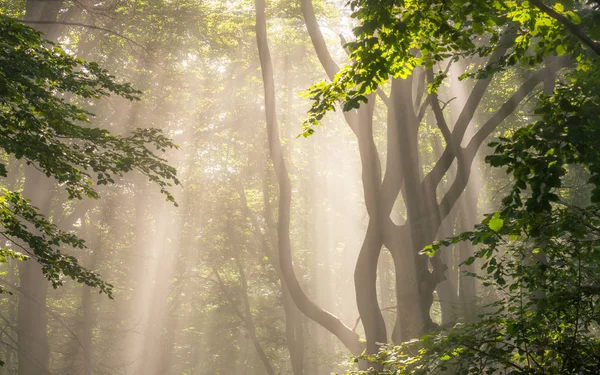 Ormanda sabah güneş ışınları 