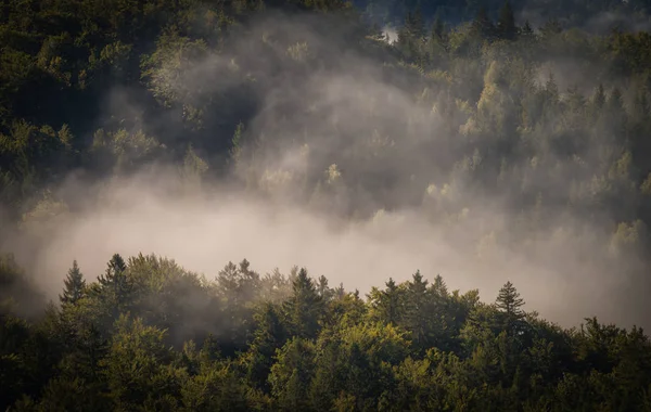Floresta coberta de nevoeiro — Fotografia de Stock