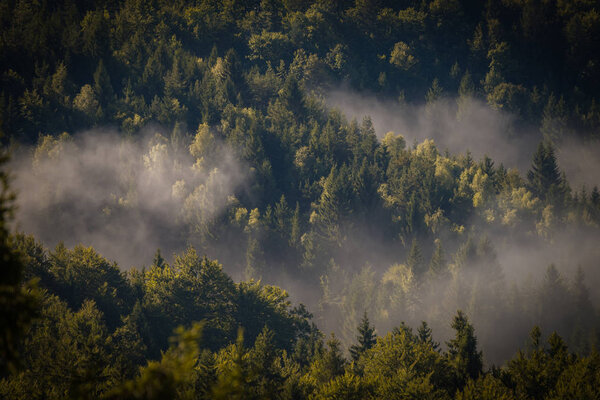 Forest covered with fog