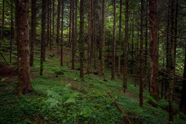 Forêt avec pins — Photo