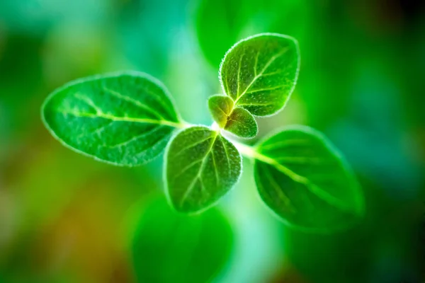 Fresh oregano herb — Stock Photo, Image