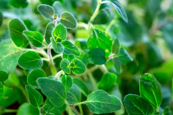 Frisches Oregano-Kraut — Stockfoto