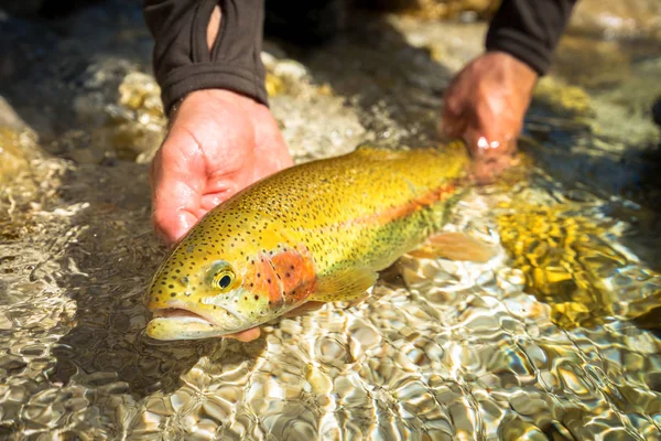 Rainbow trout in hands — Stock Photo, Image