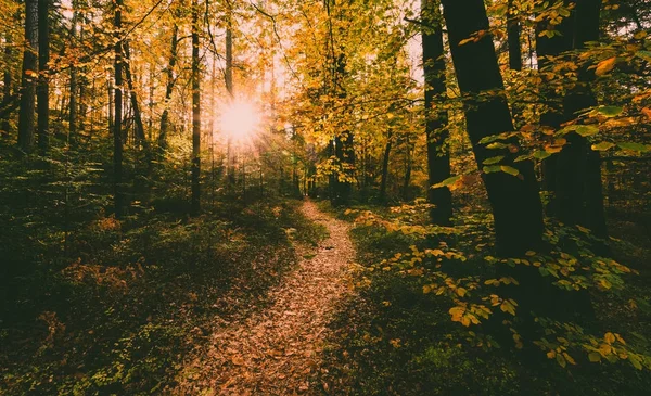 Lumière du soleil dans la forêt — Photo