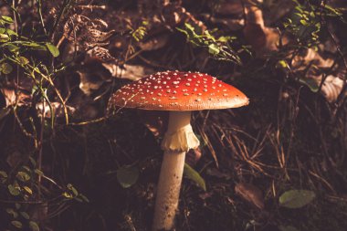 Sinek agaric bir ormanda