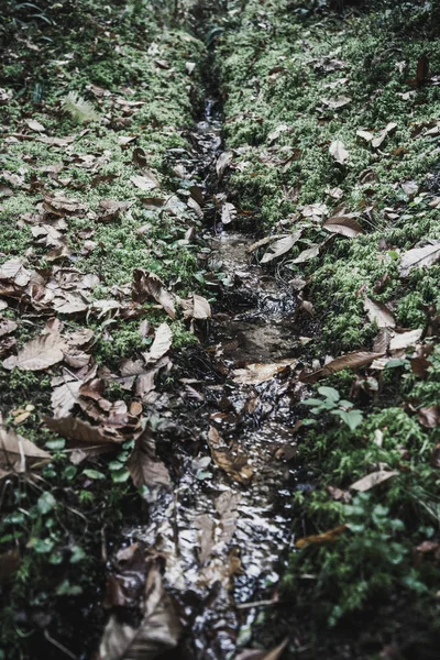 Pequeno fluxo na floresta — Fotografia de Stock