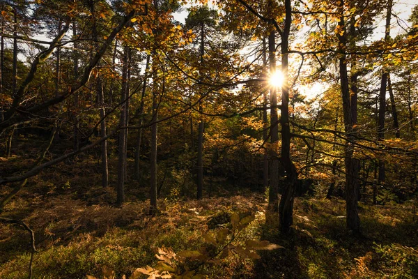 Aurinkoinen päivä metsässä — kuvapankkivalokuva