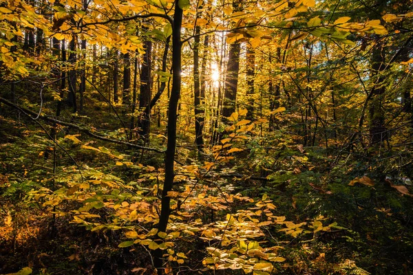 Giornata di sole nella foresta — Foto Stock