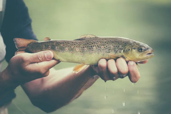 Pescatore con trota fario — Foto Stock