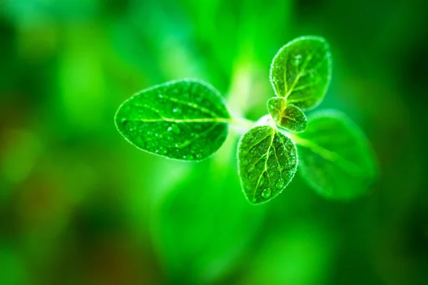 Fresh Green Oregano Herb Close — Stock Photo, Image