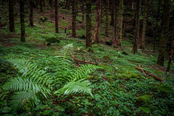 Green Spring Forest Pine Trees — Stock Photo, Image