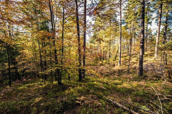 Colorido Bosque Otoño Hermoso Fondo Naturaleza — Foto de Stock