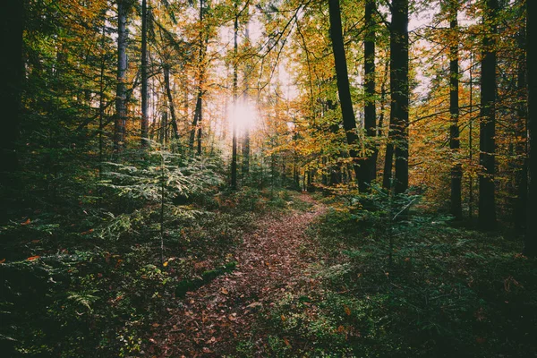 Floresta Outono Colorido Belo Fundo Natureza — Fotografia de Stock