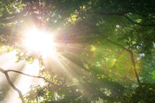 Morning Sun Rays Green Forest — Stock Photo, Image