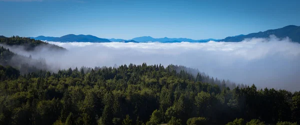 Nevoeiro Cobrindo Floresta Verde Céu Azul Fundo — Fotografia de Stock