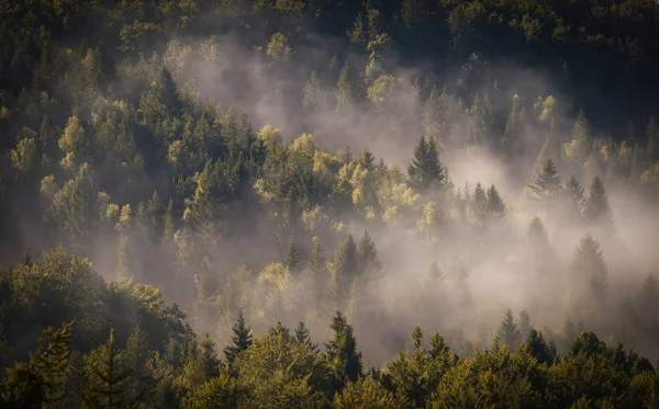 Niebla Cubriendo Bosque Verde Las Montañas — Foto de Stock