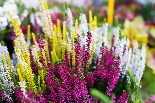 Kolorowe Kwiaty Kwiaciarni Sklep — Zdjęcie stockowe