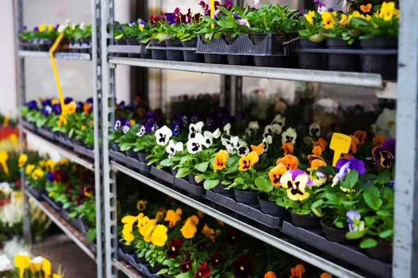 Flowers Shelves Florist Shop — Stock Photo, Image