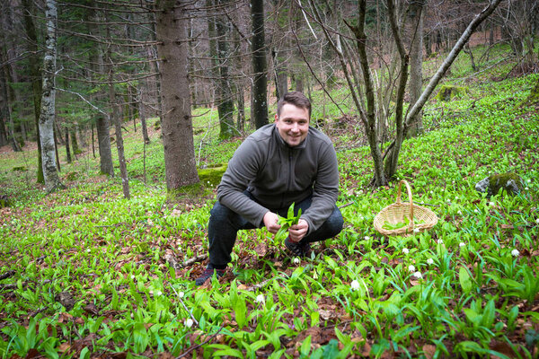 Улыбающийся человек собирает дикий чеснок в лесу
