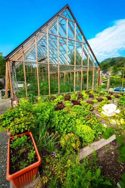 Serre Avec Des Plantes Biologiques Sur Belle Journée — Photo