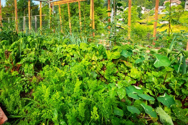 Zeleninová Zahrada Letním Období — Stock fotografie