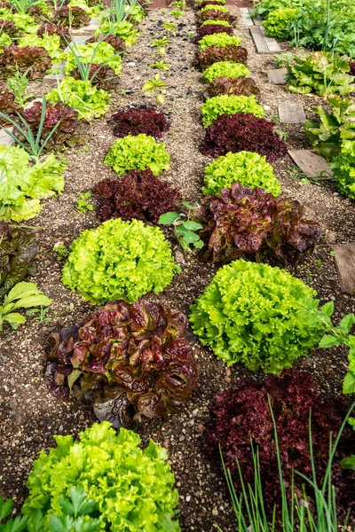 Świeże Organiczne Sałatki Zielone Lub Sałatki Ogrodowe Rosnące Glebie — Zdjęcie stockowe