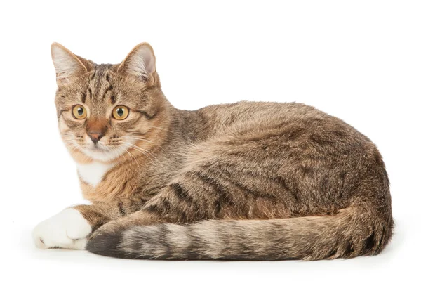 Kat geïsoleerd op witte achtergrond — Stockfoto