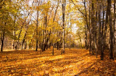Güzel sonbahar ormandaki ağaçlar Sarı yapraklarda