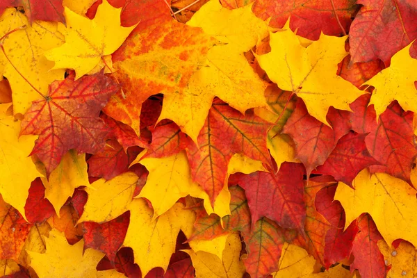 Φόντα από το φθινόπωρο τα φύλλα. Κόκκινο και κίτρινο σφενδάμνου φύλλο στην κορυφή — Φωτογραφία Αρχείου