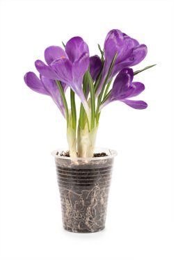 Beyaz arka plan üzerinde izole bahar çiçek Çiğdem