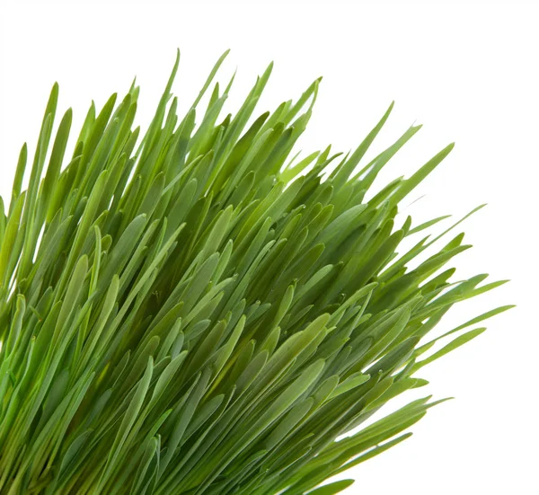 Groen gras geïsoleerd op een witte achtergrond — Stockfoto