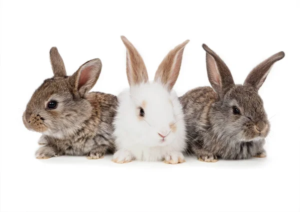 Mascotas. Conejo aislado sobre fondo blanco — Foto de Stock