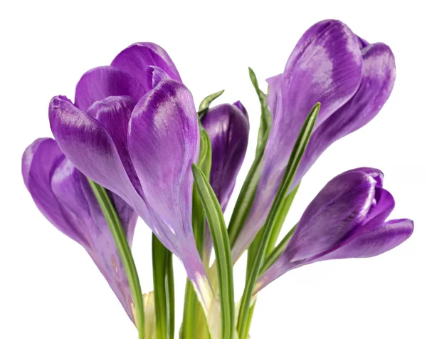 Lente bloemen crocus geïsoleerd op witte achtergrond — Stockfoto