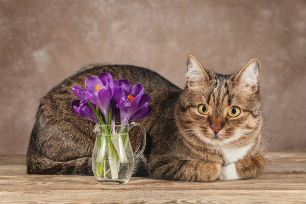 Pet cat and beautiful flowers on the table.