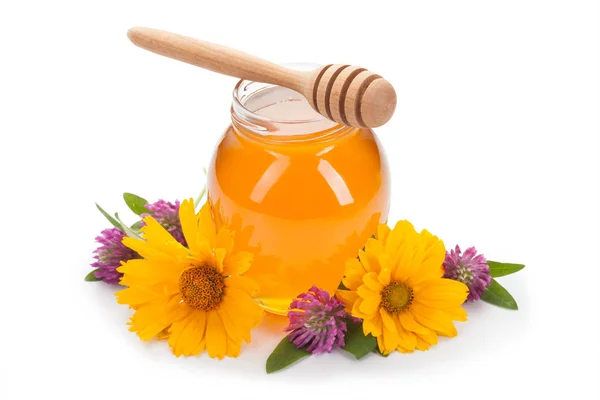 Honey Clover Flowers Isolated White Background — Stock Photo, Image
