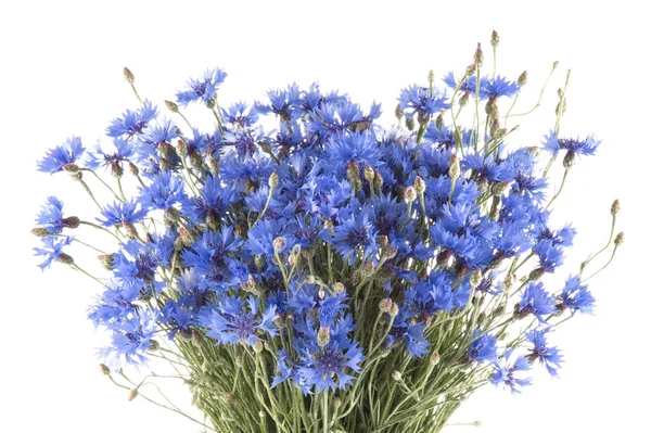 Blue cornflowers in glass vase isolated on white background — Stock Photo, Image