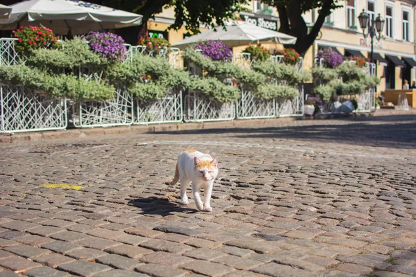 Kedi şehrin bir yaya caddesi üzerinde