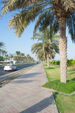 Bir palmiye ağacında tarihler