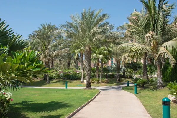 sokak ve kaldırım yol palmiye