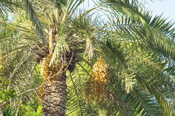 Bir palmiye ağacında tarihler