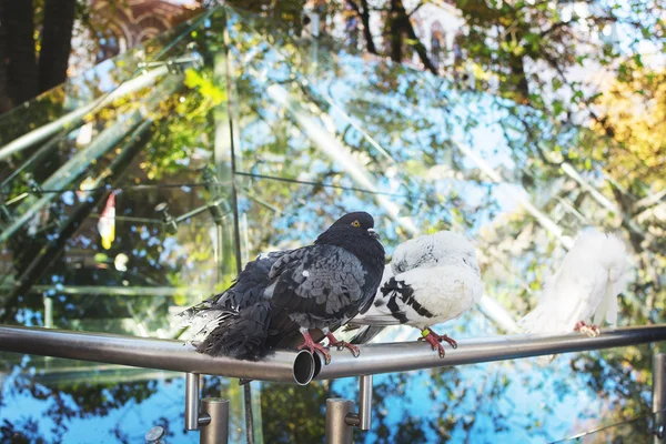Güvercinler arkasnda cam yansıması yeşillik ile oturmak