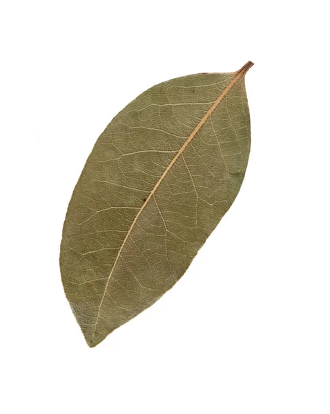 Suché aromatické bobkový list izolované na bílém — Stock fotografie