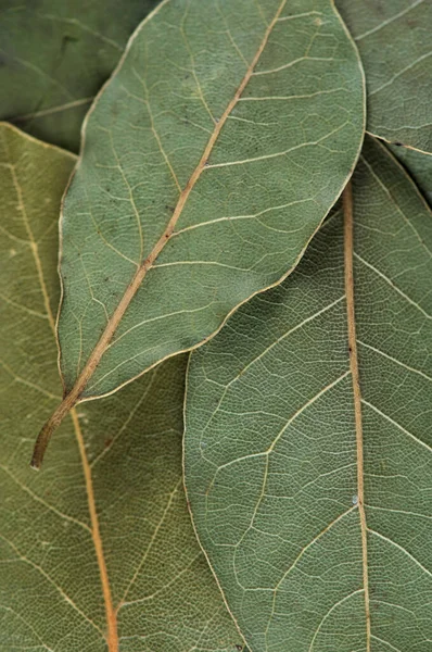 Aromatico alloro foglie sfondo vista dall'alto — Foto Stock