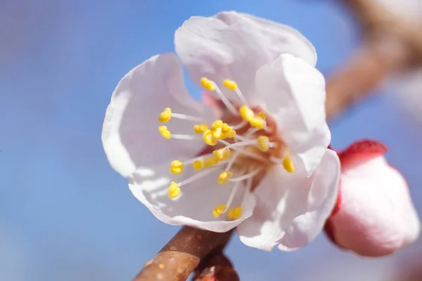 春天开花对蓝天 免版税图库照片