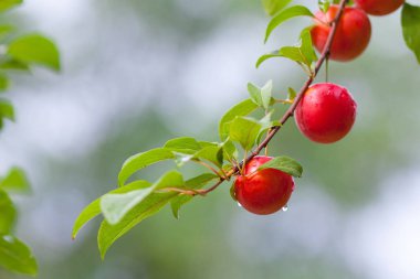 Kırmızı meyve dal