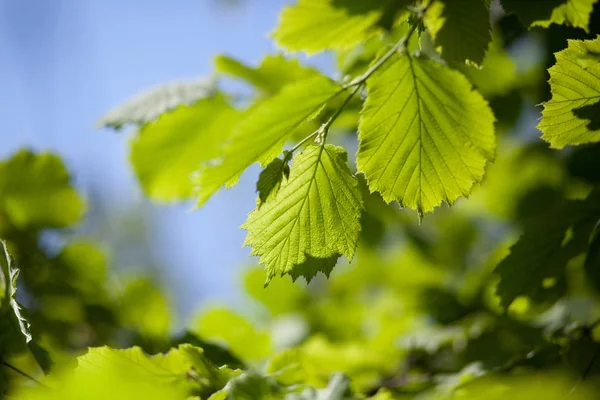 Primavera folhas verdes contra o céu — Fotografia de Stock