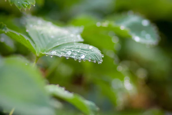 Foglie Verdi Primaverili Con Gocce Rugiada — Foto Stock