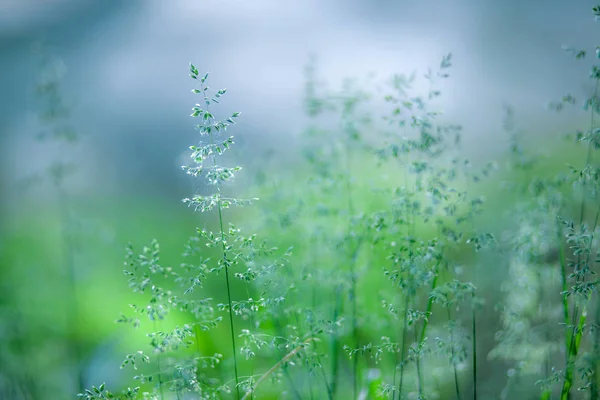 Ängen Gräset Fältet Varm Dag — Stockfoto